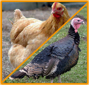 Hormonas y Antibióticos en Pollo y Pavo