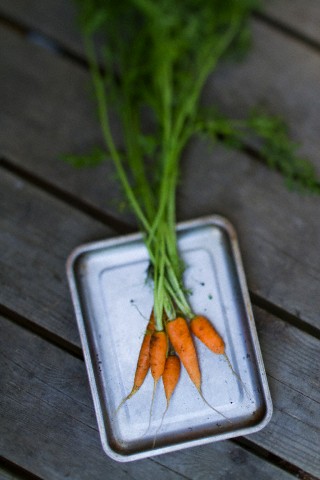 Still life of carrots